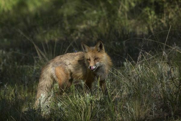 Colorado, Pike National Forest Red fox in meadow